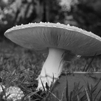 Outumn mushrooms